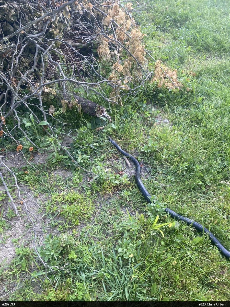 Eastern Ratsnake