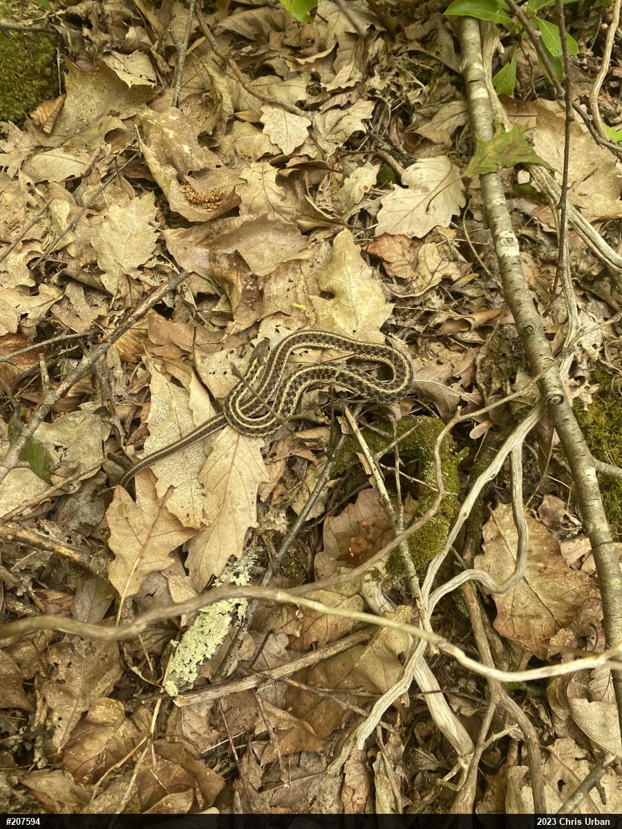 Eastern Gartersnake