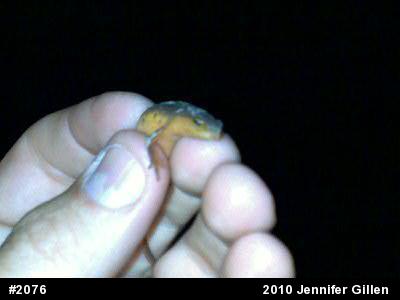 Red-spotted Newt
