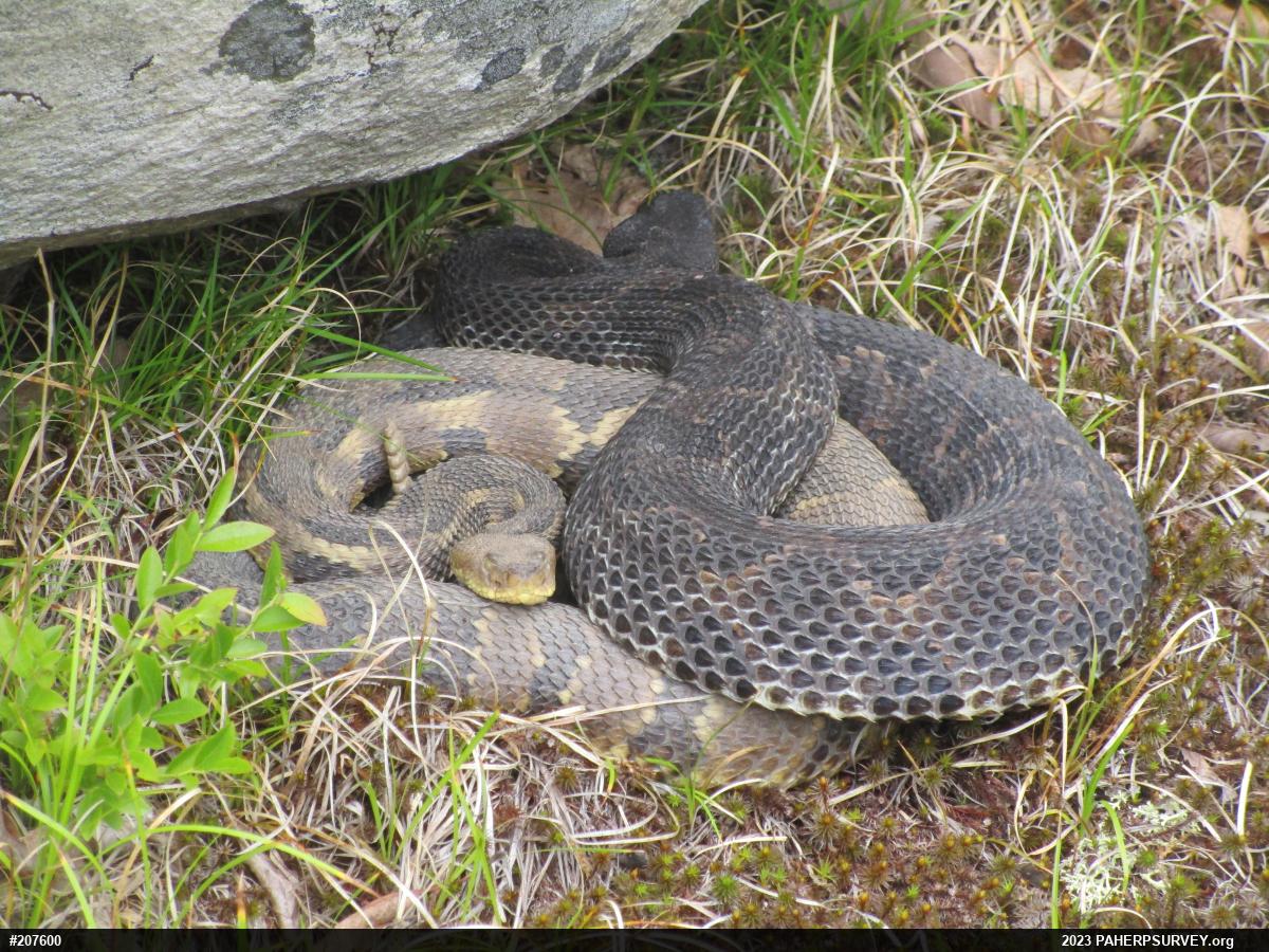 Timber Rattlesnake