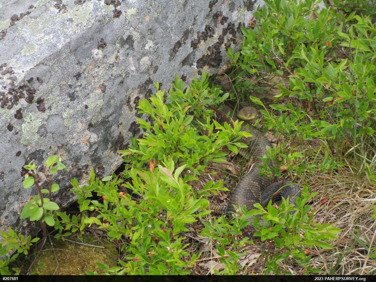 Timber Rattlesnake