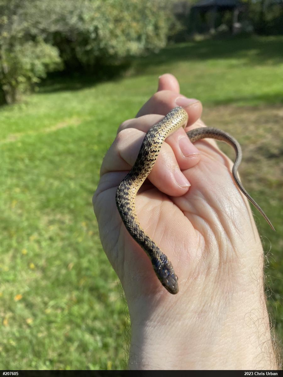 Eastern Gartersnake