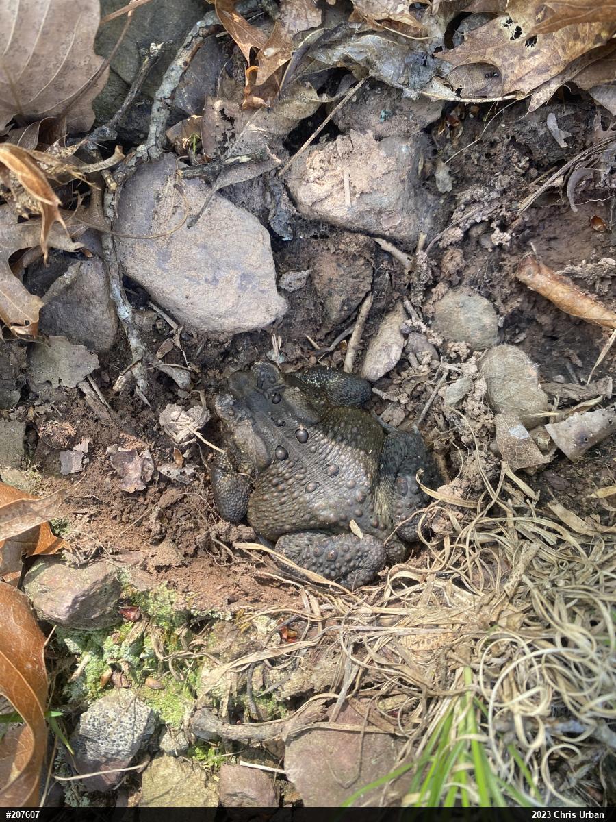 Eastern American Toad
