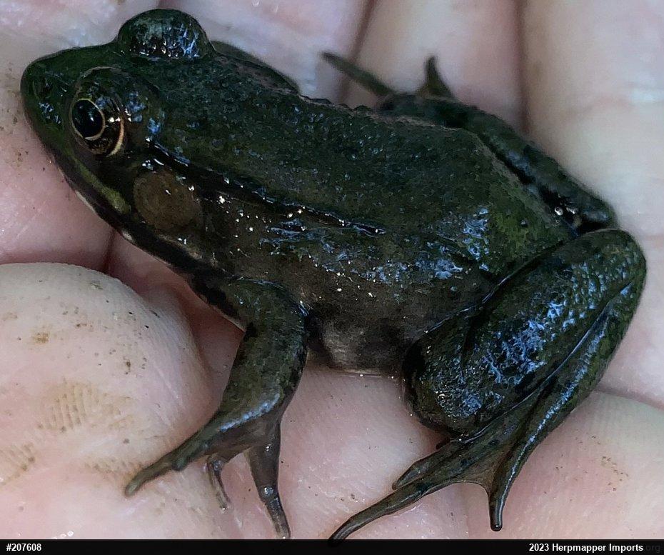 Green Frog