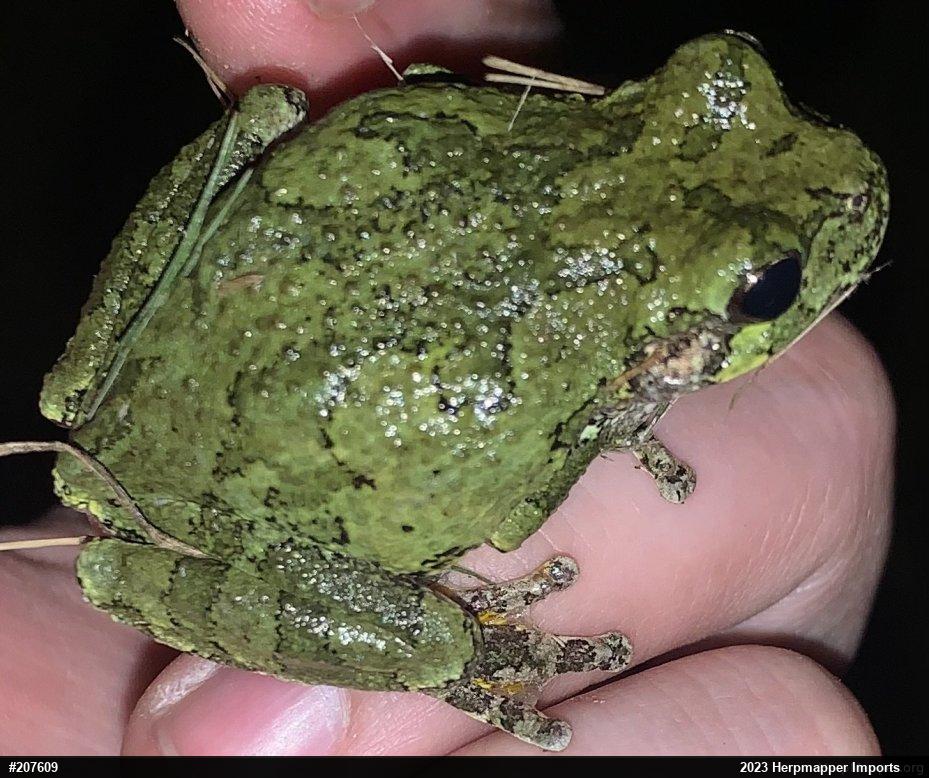 Unknown Gray Treefrog