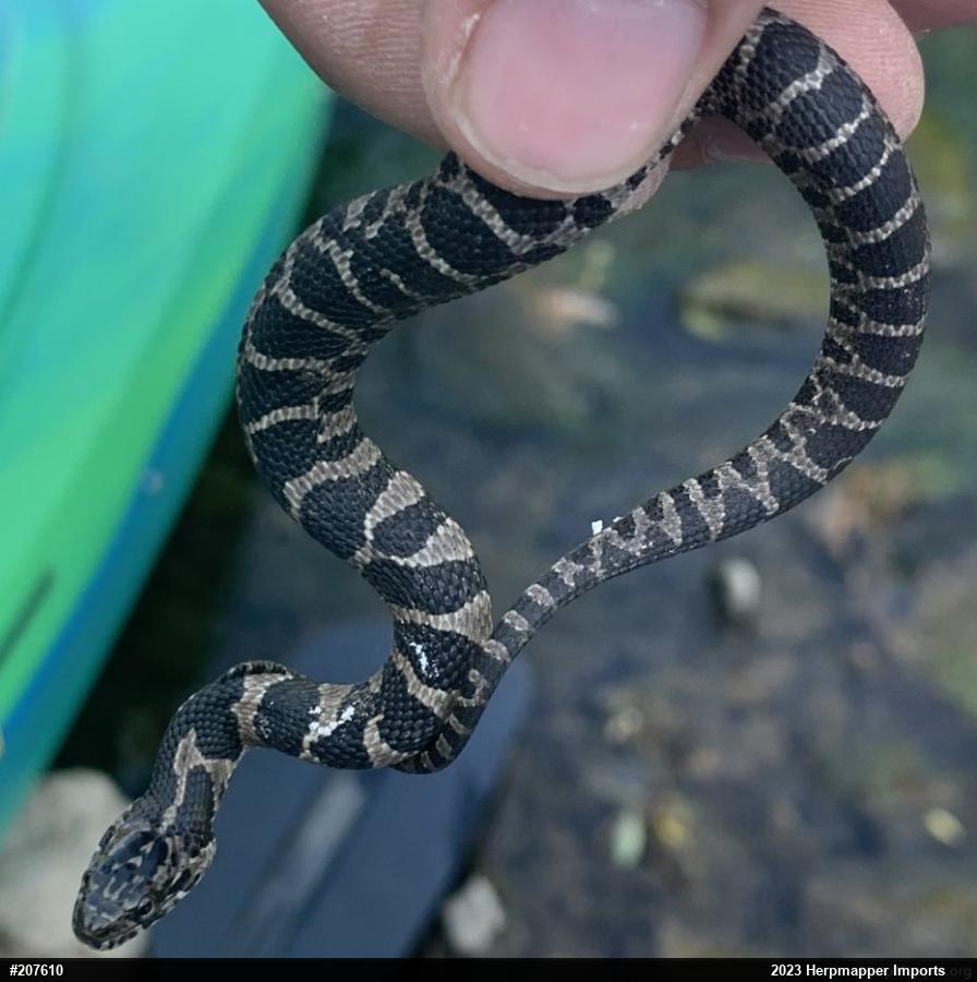 Northern Watersnake