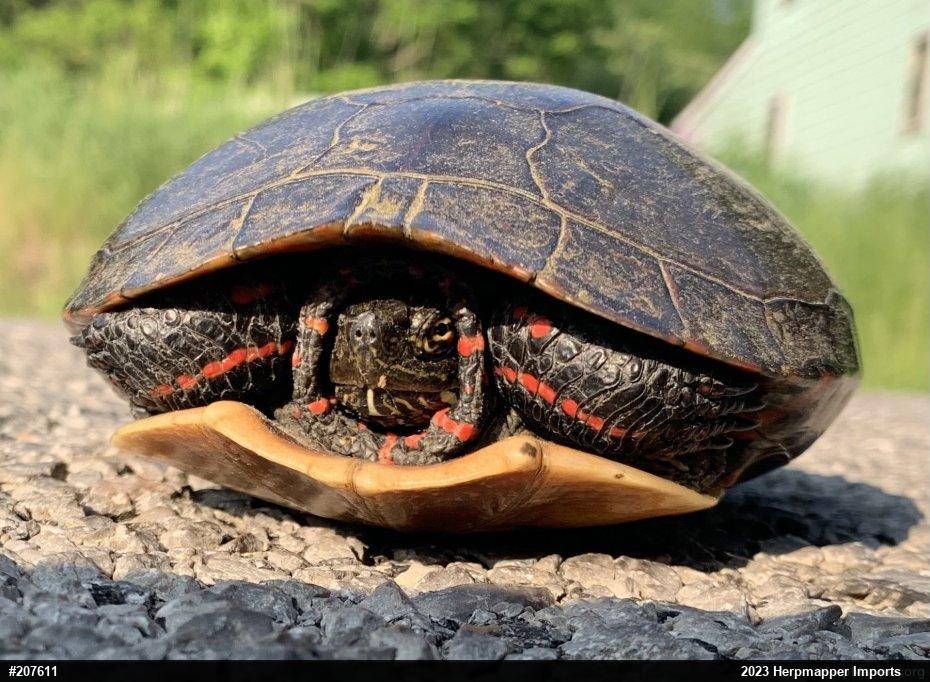 Midland Painted Turtle