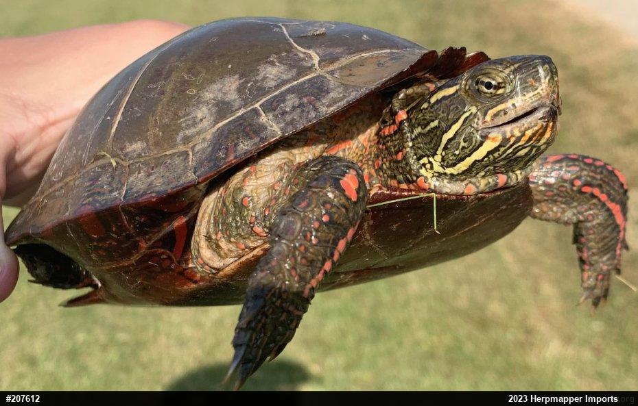 Midland Painted Turtle