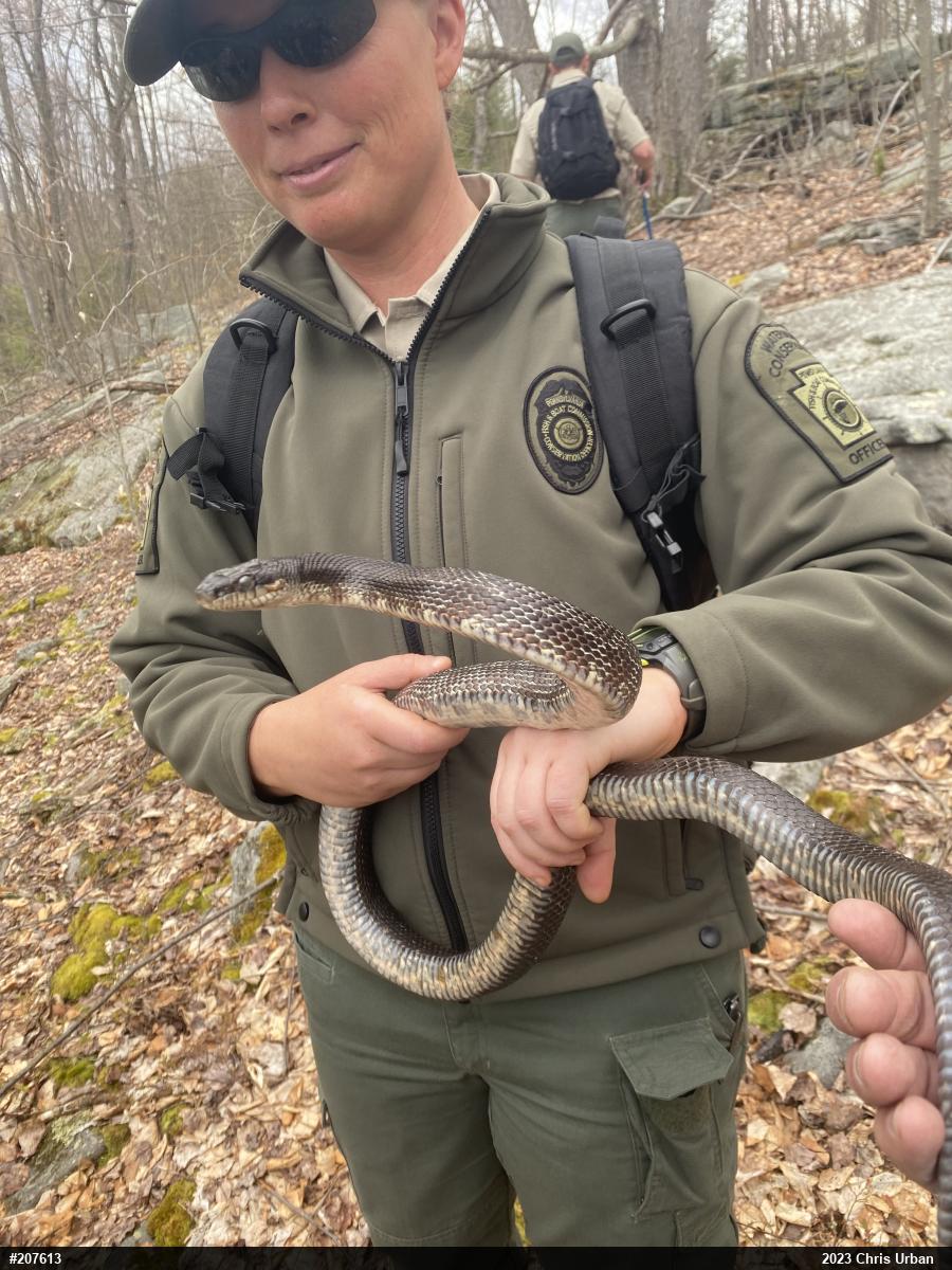Eastern Ratsnake