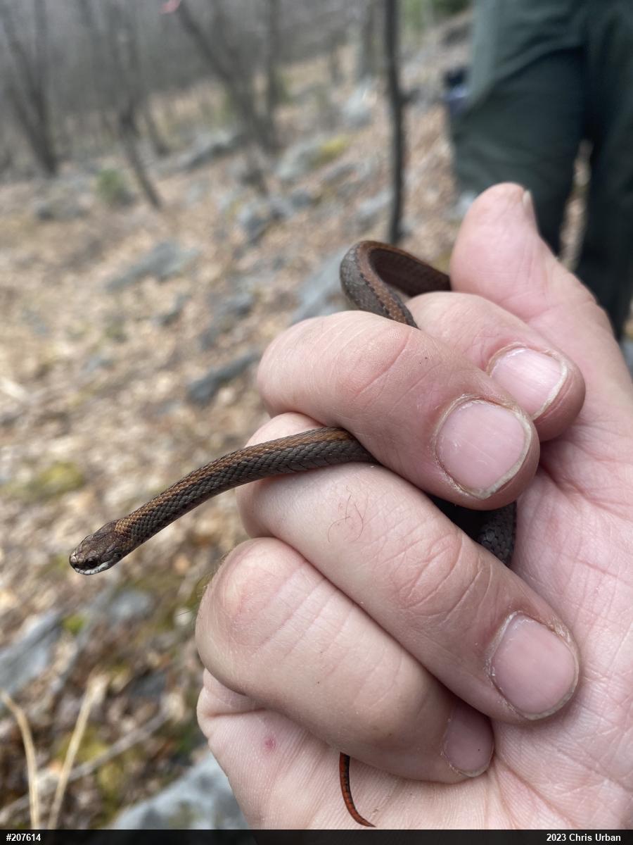 Red-bellied Snake