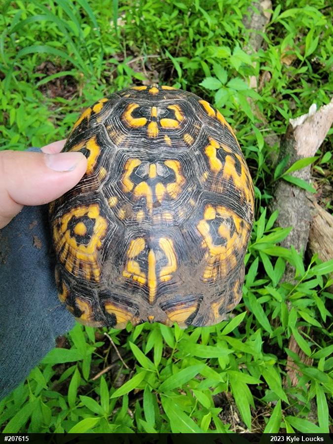 Eastern Box Turtle