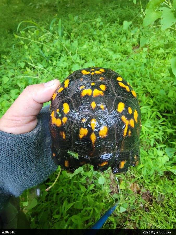 Eastern Box Turtle