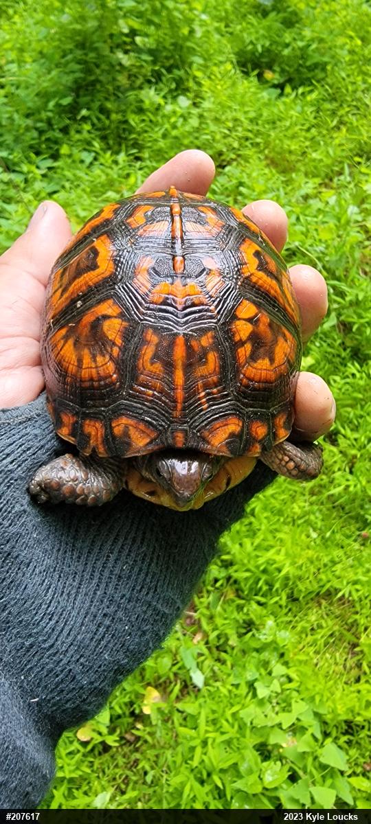 Eastern Box Turtle