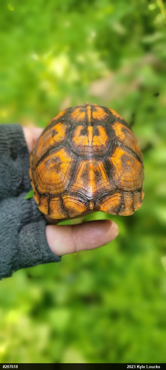 Eastern Box Turtle