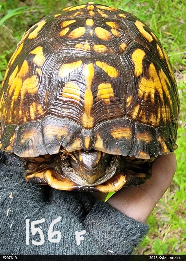 Eastern Box Turtle