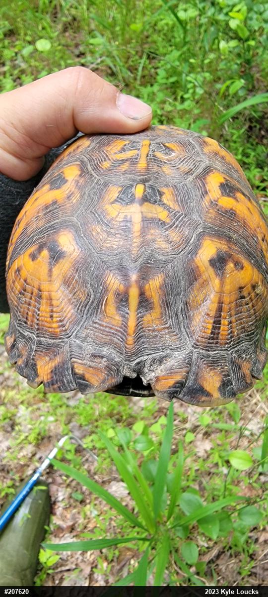 Eastern Box Turtle