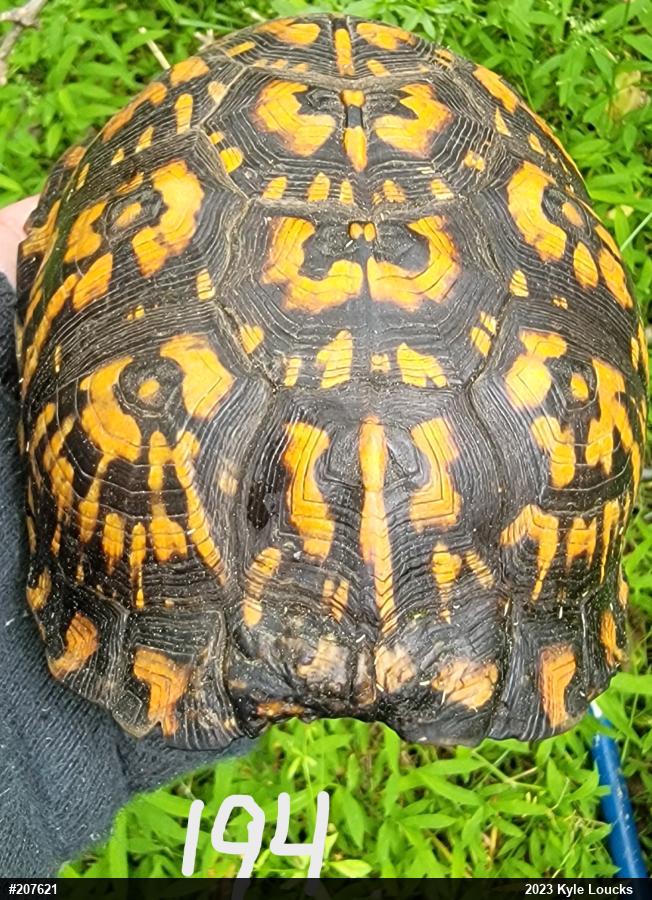 Eastern Box Turtle
