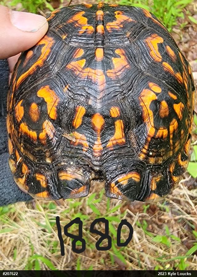 Eastern Box Turtle