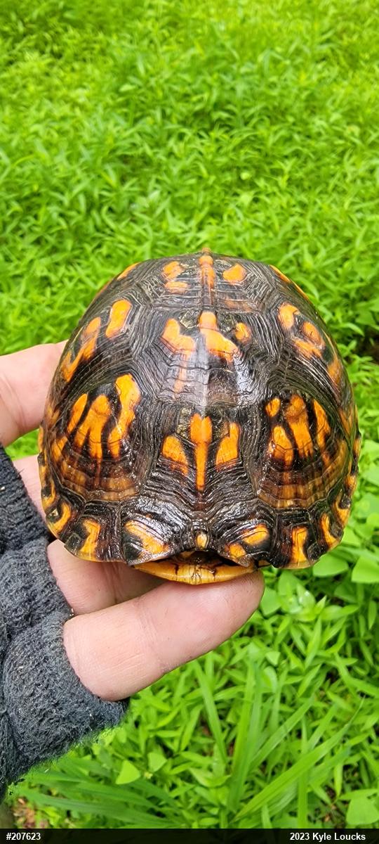 Eastern Box Turtle