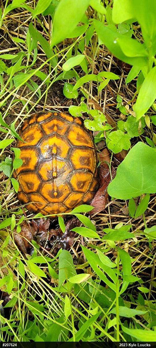 Eastern Box Turtle