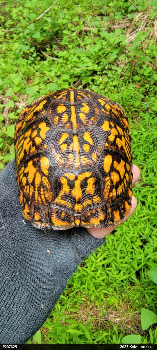 Eastern Box Turtle