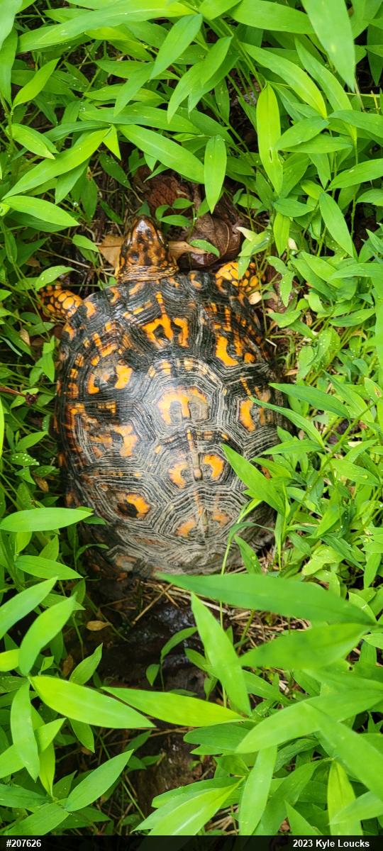 Eastern Box Turtle