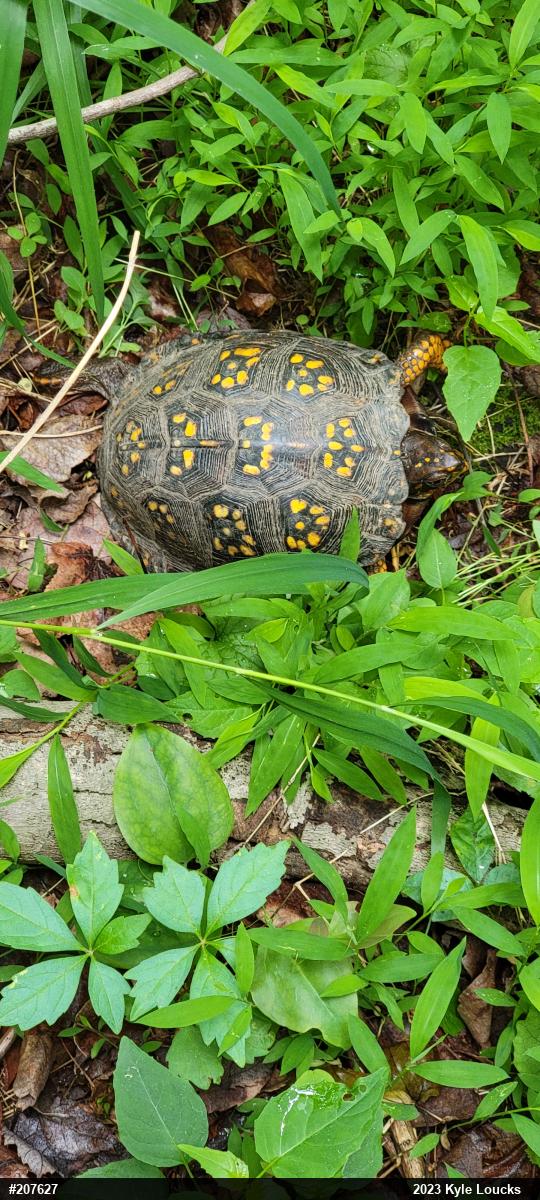 Eastern Box Turtle