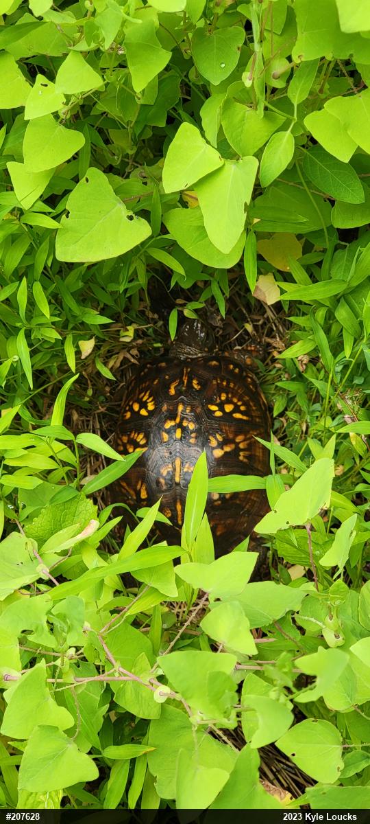 Eastern Box Turtle