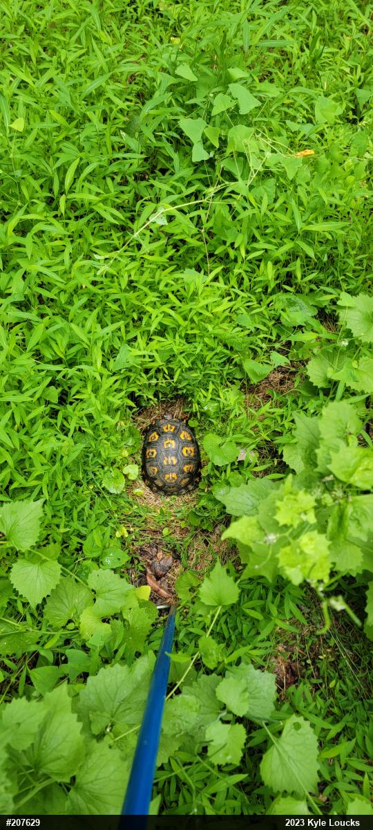 Eastern Box Turtle