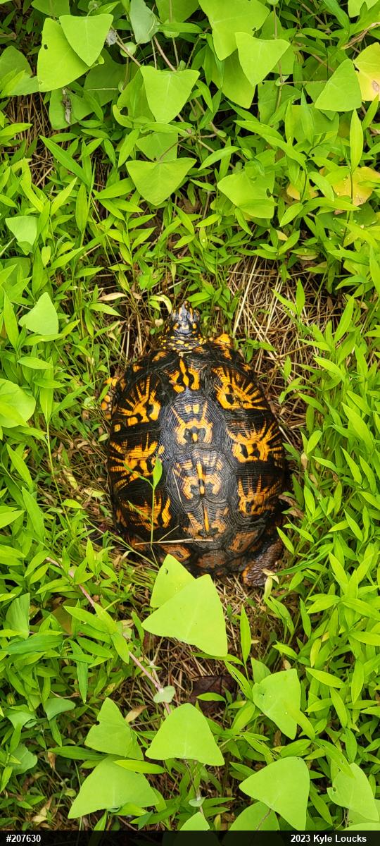 Eastern Box Turtle