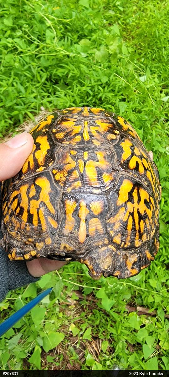 Eastern Box Turtle