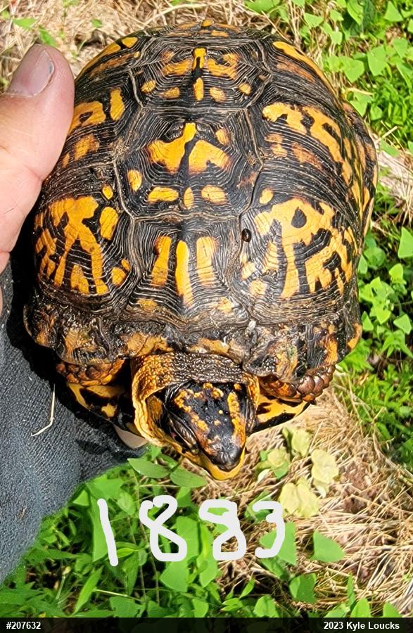 Eastern Box Turtle