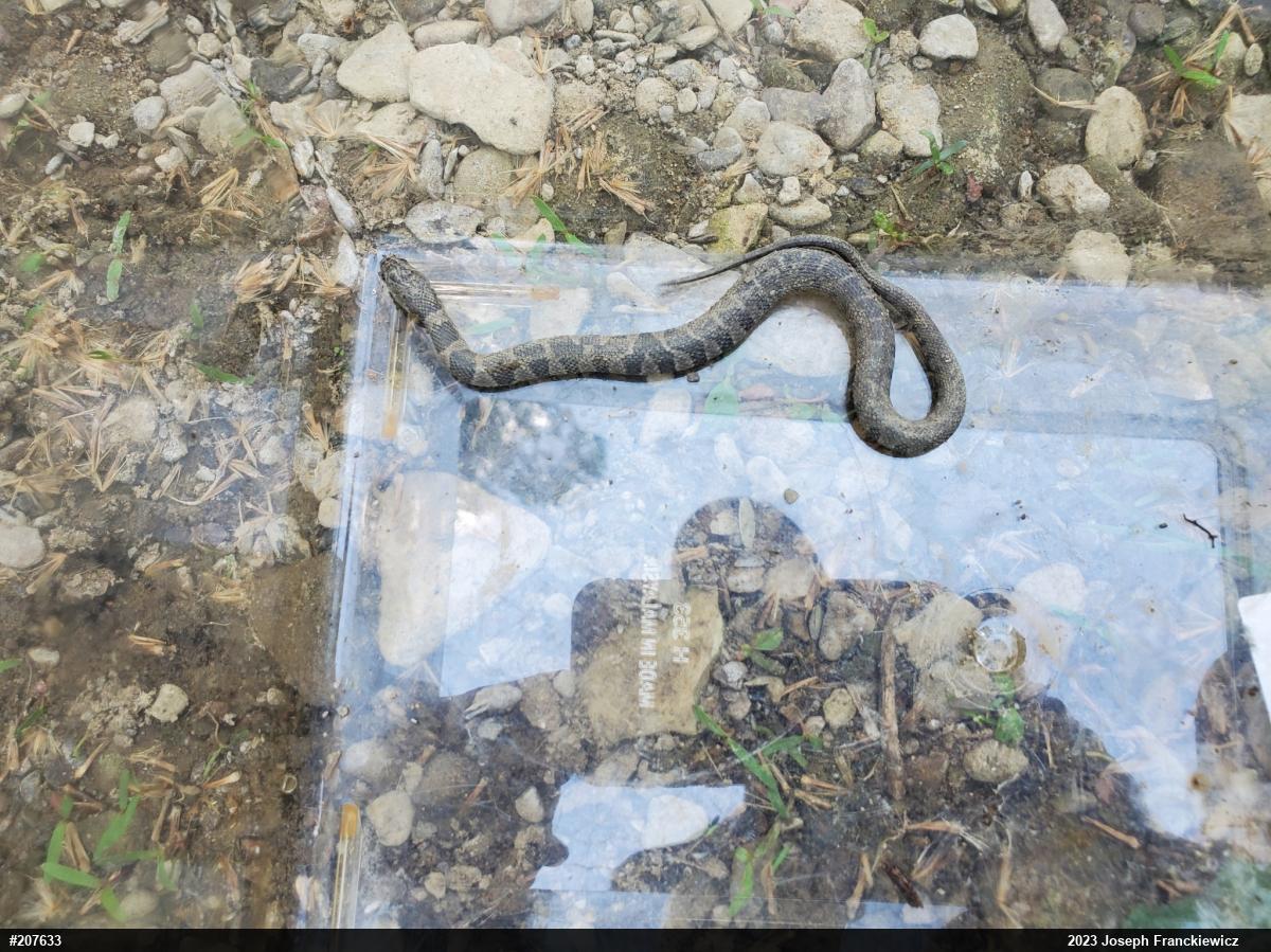 Northern Watersnake