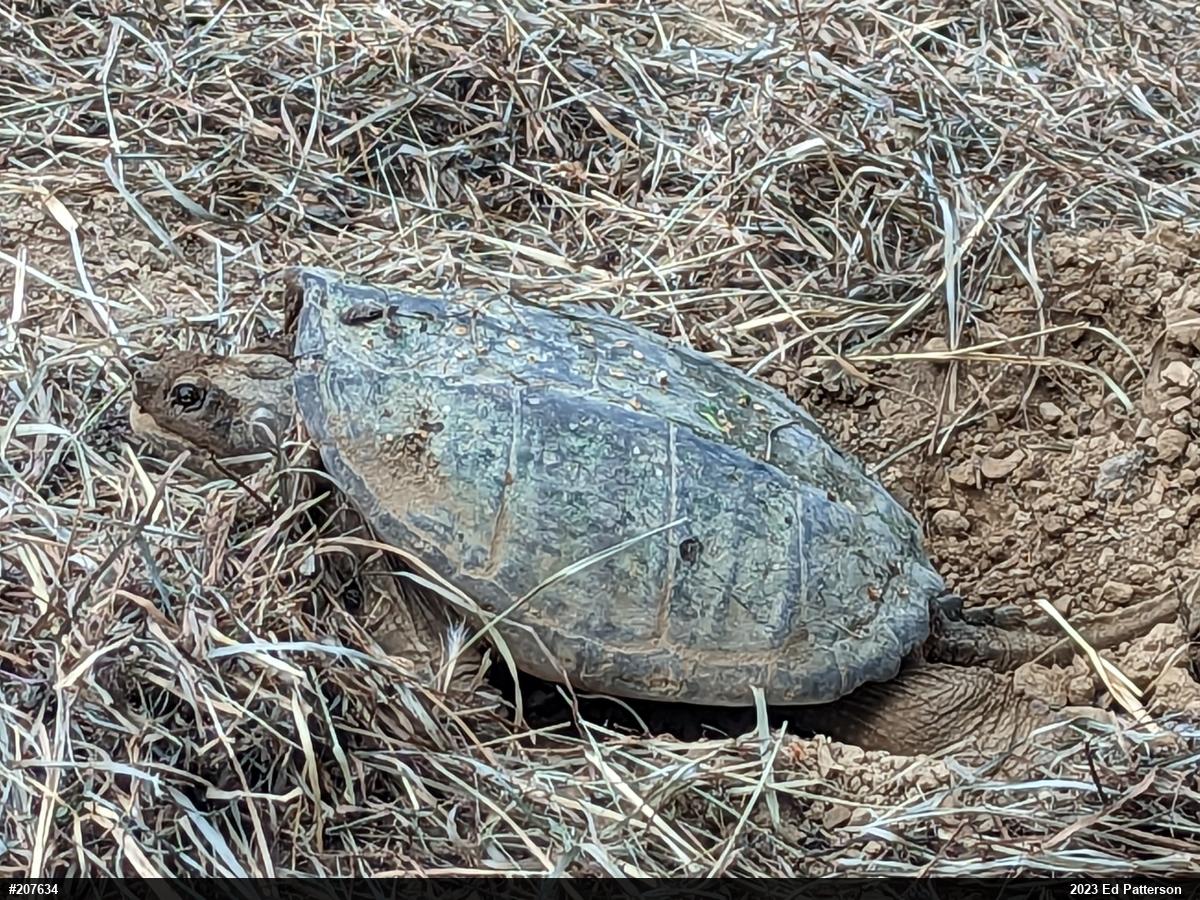 Snapping Turtle