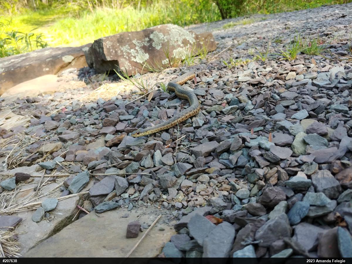 Eastern Gartersnake