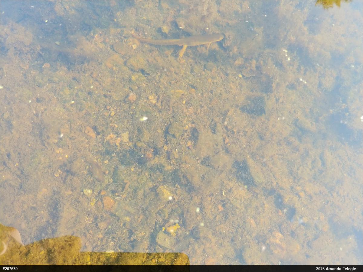 Red-spotted Newt