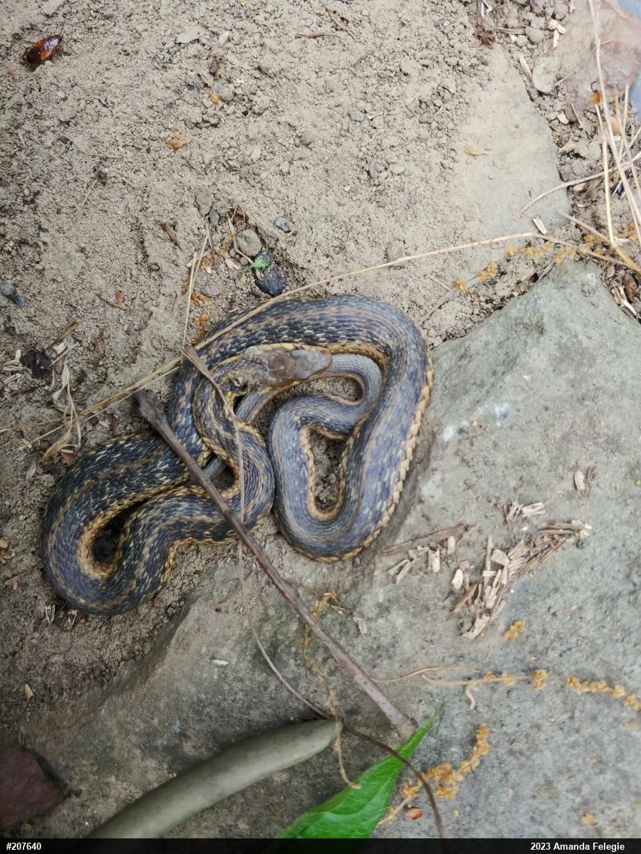 Eastern Gartersnake