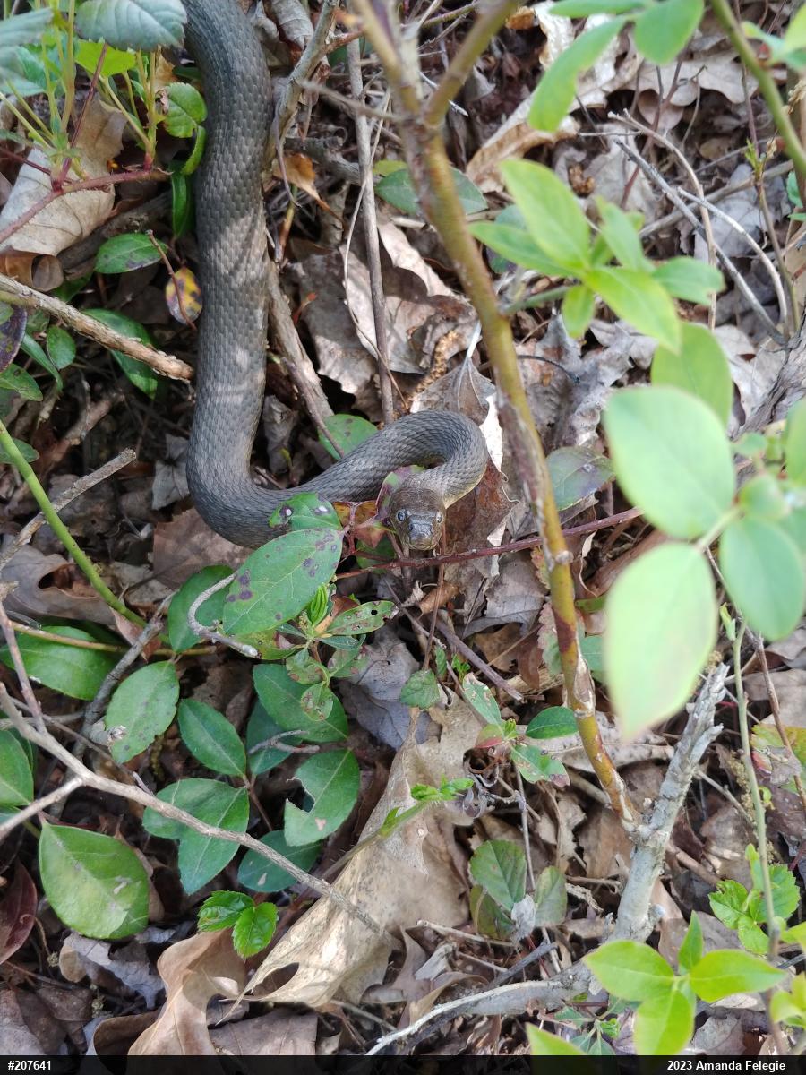 Northern Watersnake
