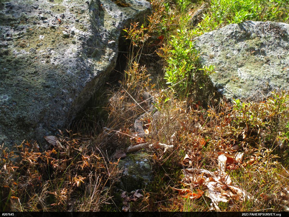 Timber Rattlesnake