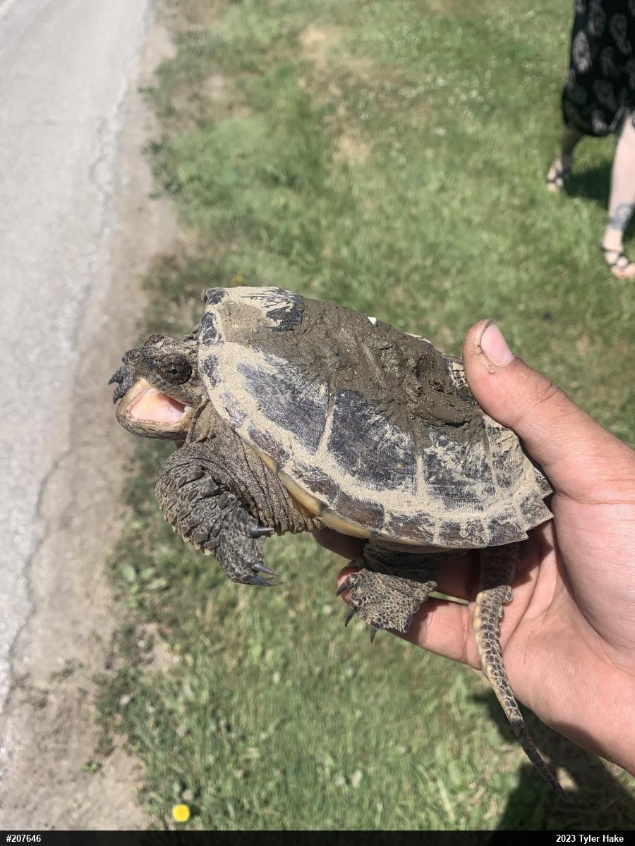 Snapping Turtle