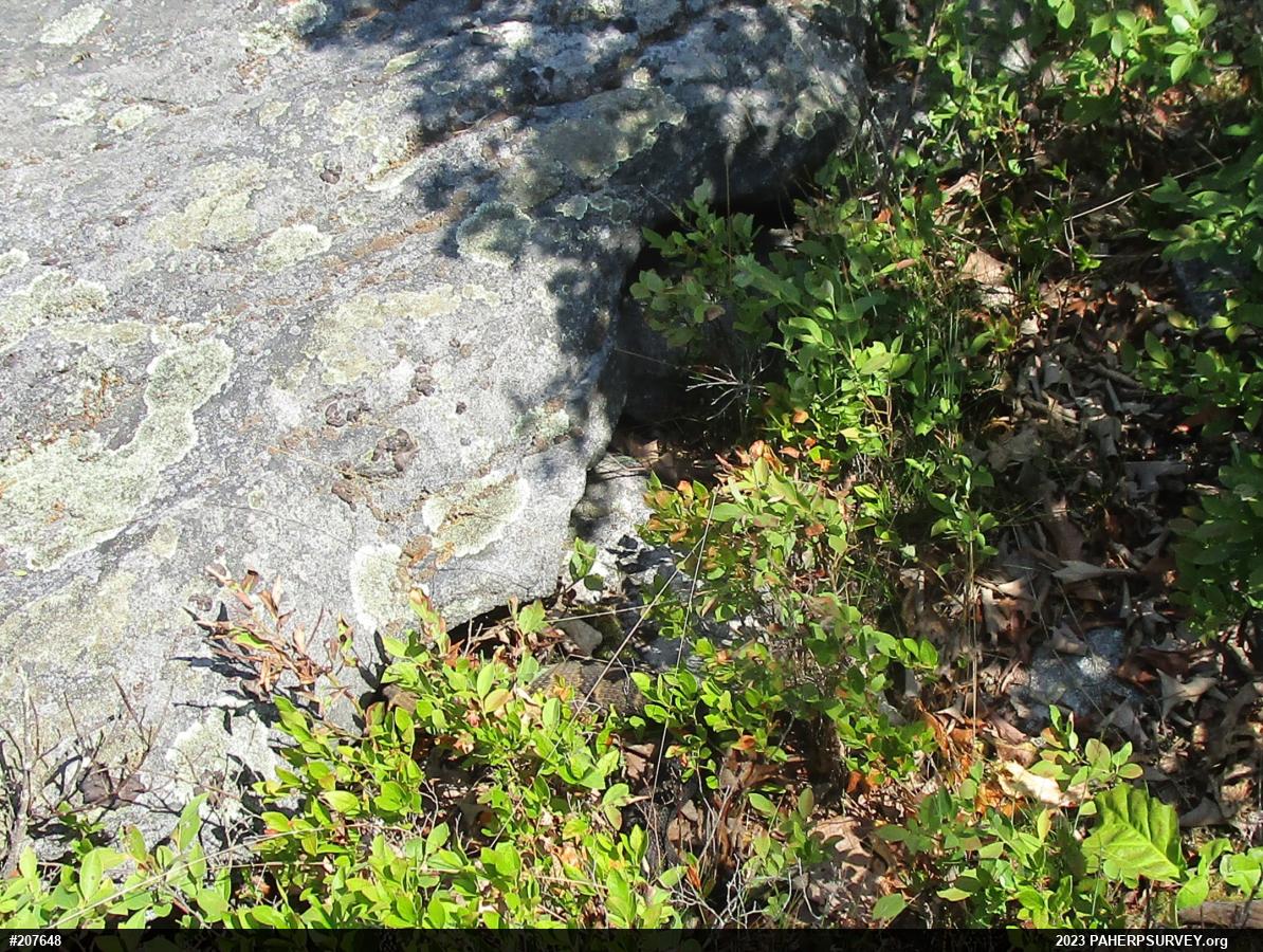 Timber Rattlesnake