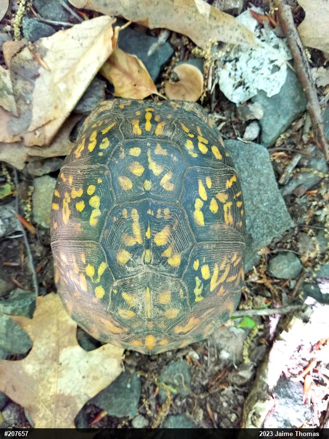 Eastern Box Turtle