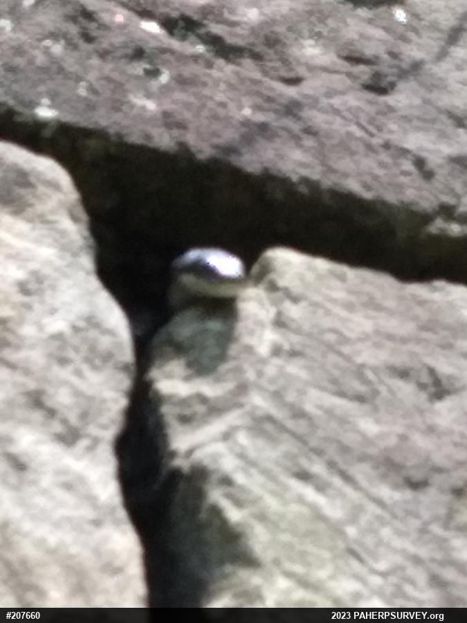 Eastern Ratsnake