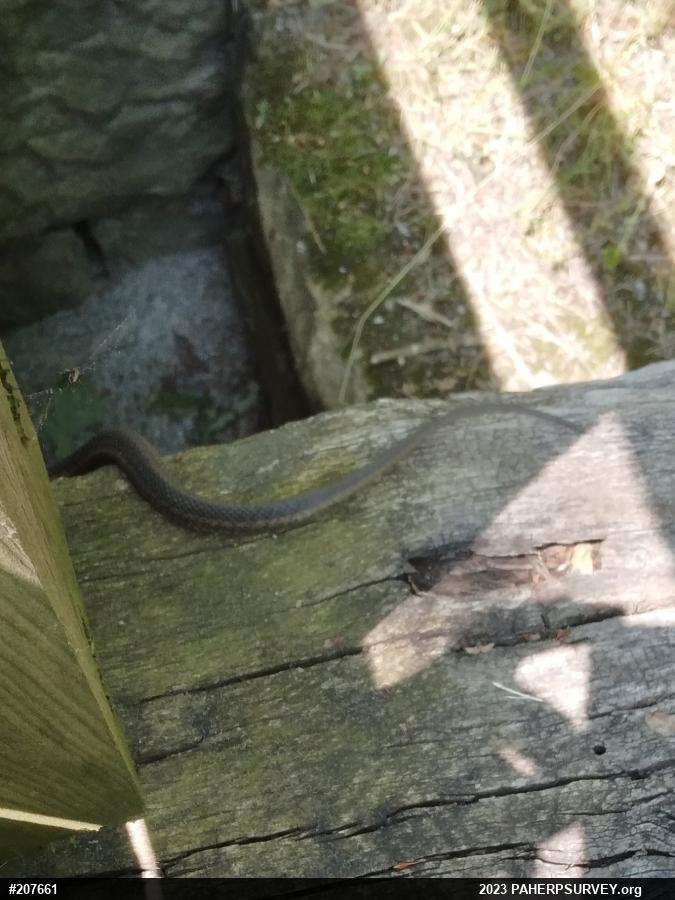 Eastern Gartersnake