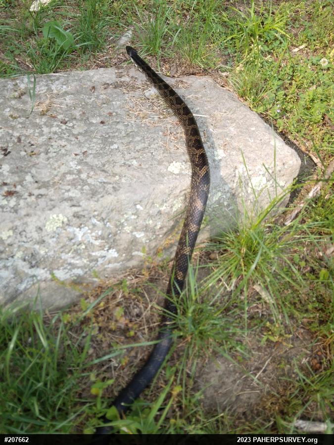 Eastern Ratsnake