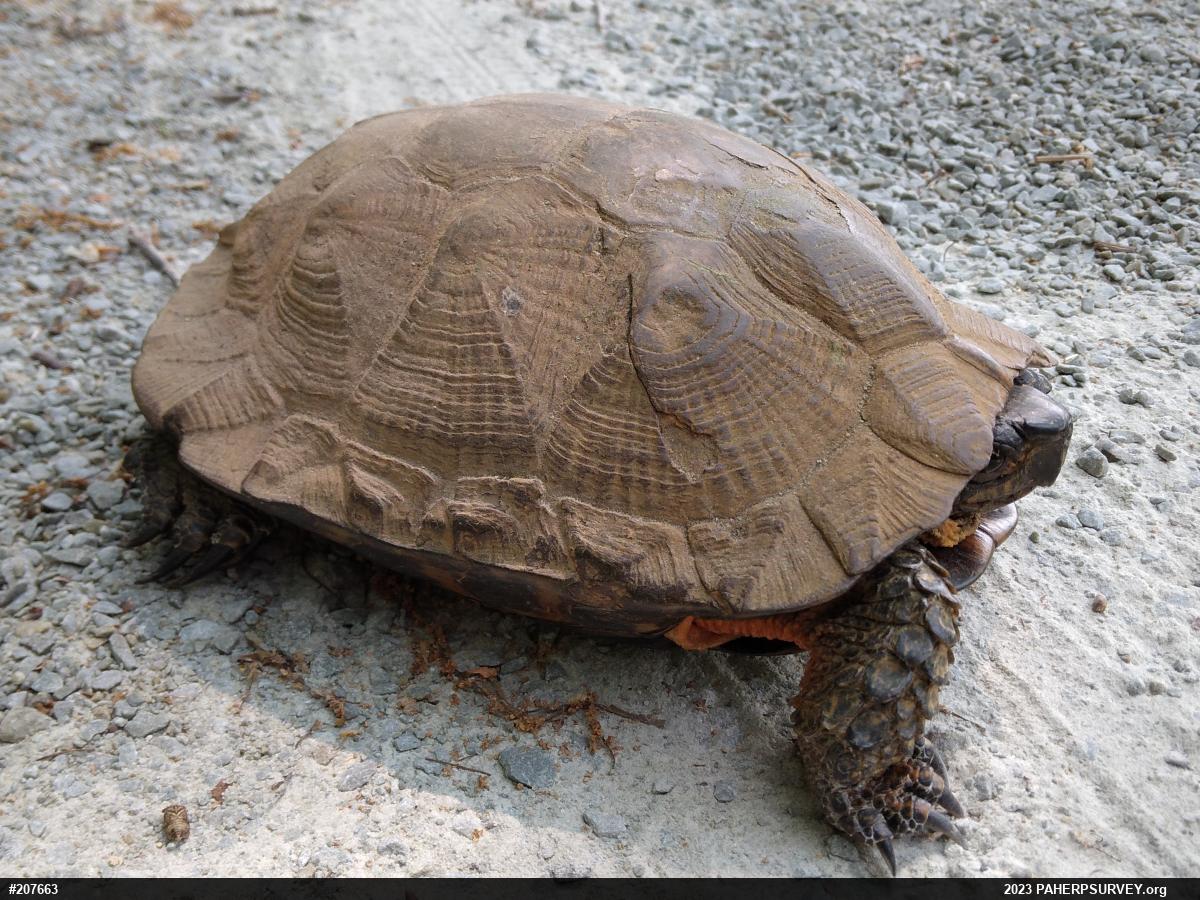 Wood Turtle