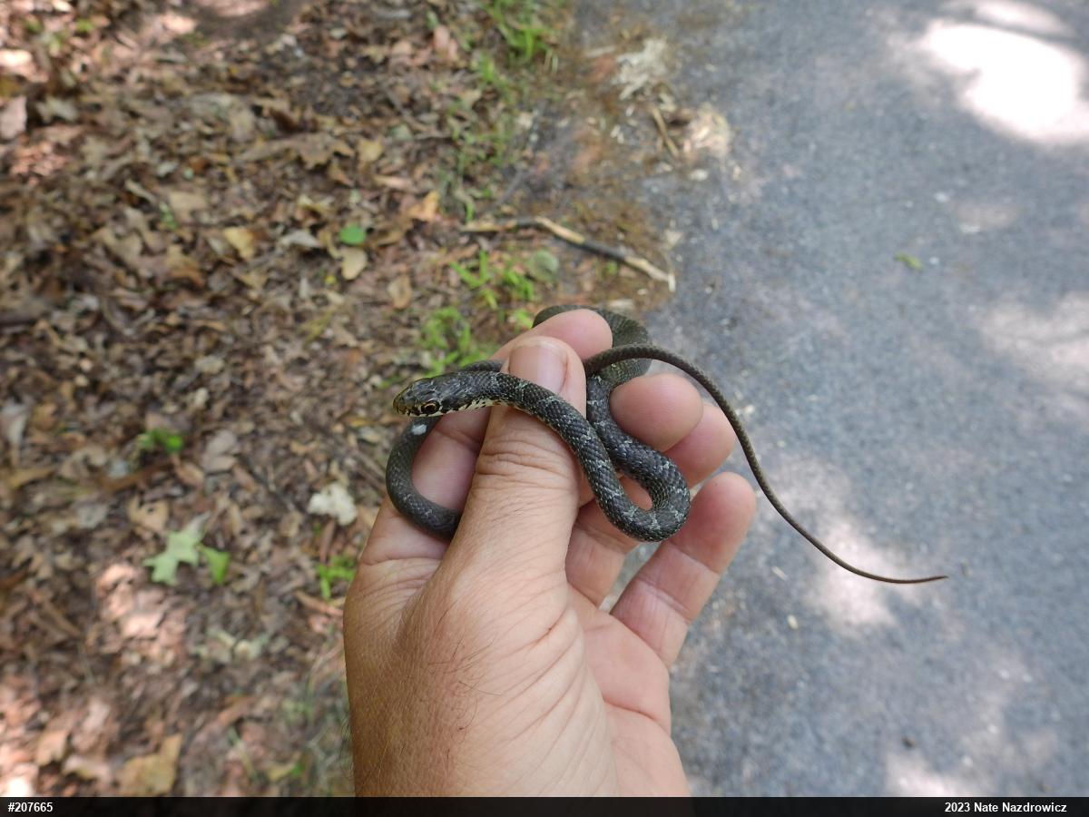 Northern Black Racer