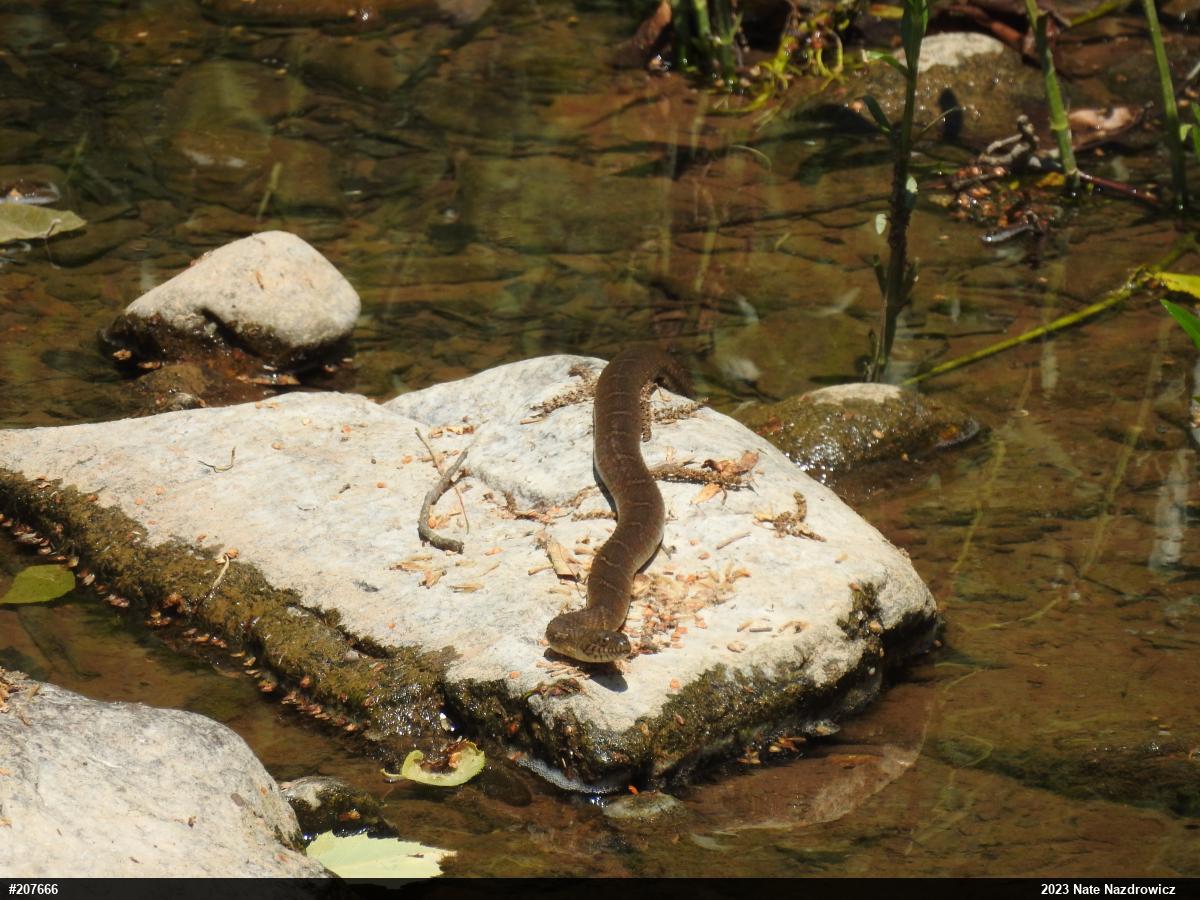 Northern Watersnake