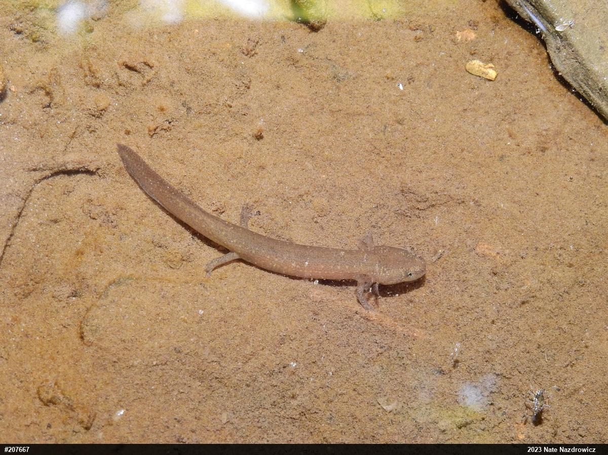 Northern Red Salamander