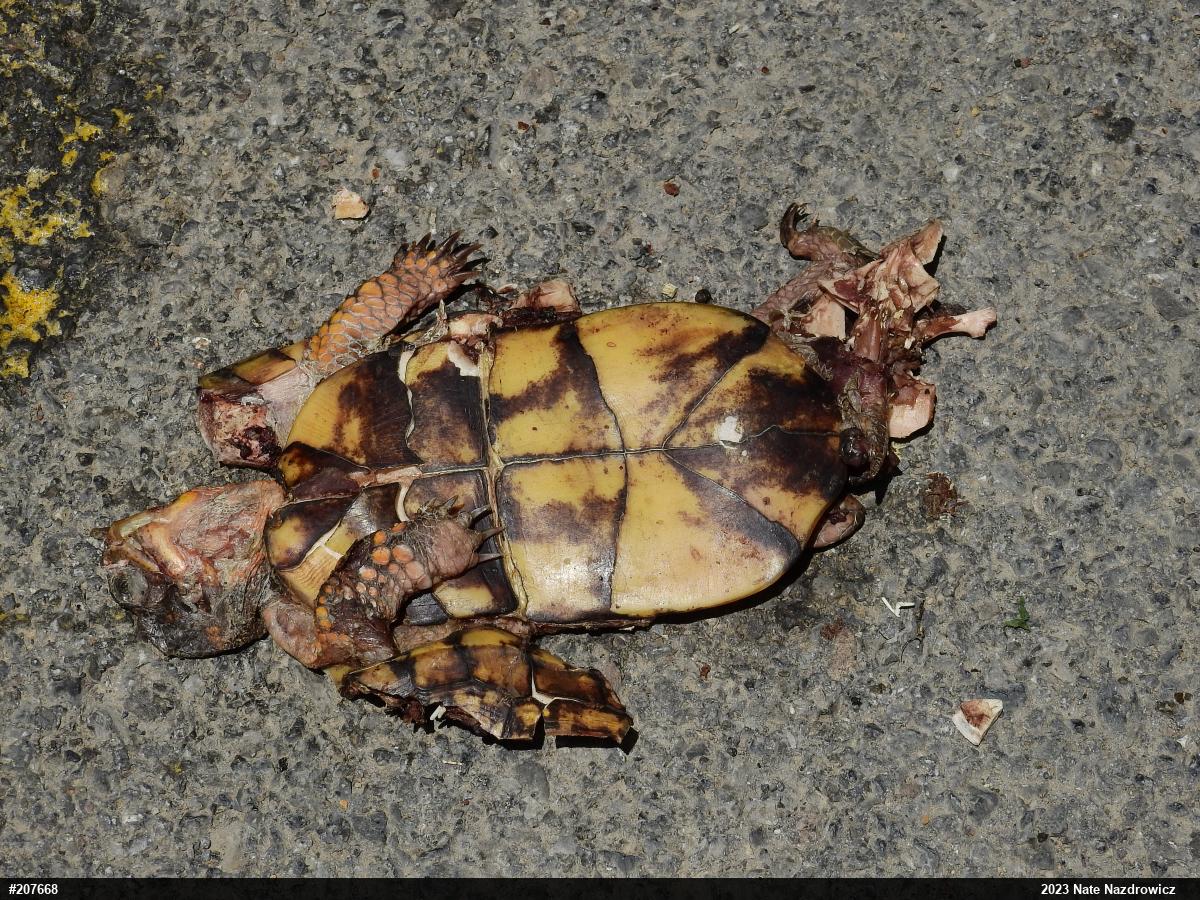 Eastern Box Turtle